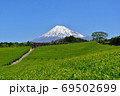富士山と新緑の茶畑 69502699