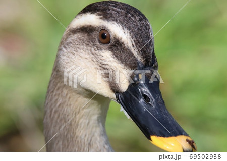 カルガモのアップ 69502938