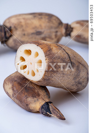 加賀野菜　加賀れんこん／節が詰まって実が締まったおいしいれんこん 69503453