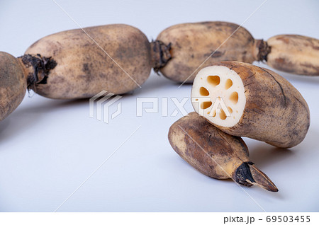 加賀野菜　加賀れんこん／節が詰まって実が締まったおいしいれんこん 69503455