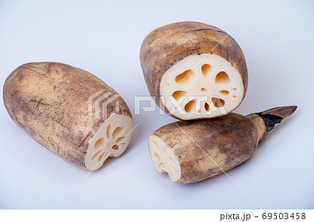 加賀野菜　加賀れんこん／節が詰まって実が締まったおいしいれんこん 69503458