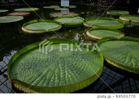 熱川バナナワニ園　オオオニバス温室 69503770