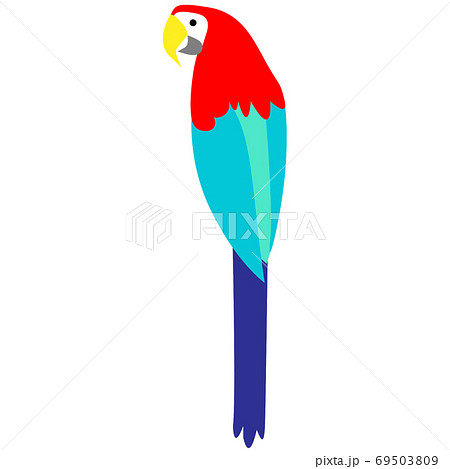 ベニコンゴウインコ カラフルなオウム ベニコンゴウインコ カラフルなオウム 69503809