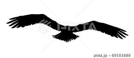Black Silhouette Eagle Falcon Hawk Or Orel のイラスト素材