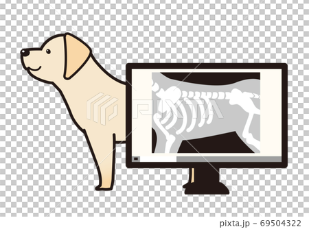 動物病院の診察室　診察台の上のラブラドールレトリーバーとデジタルレントゲン写真 69504322