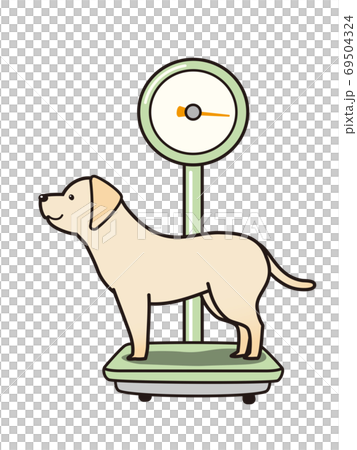 レトロな体重計で体重測定をするラブラドールレトリーバー 69504324