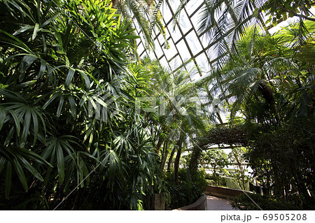 温室 熱帯植物 ヤシの木の写真素材
