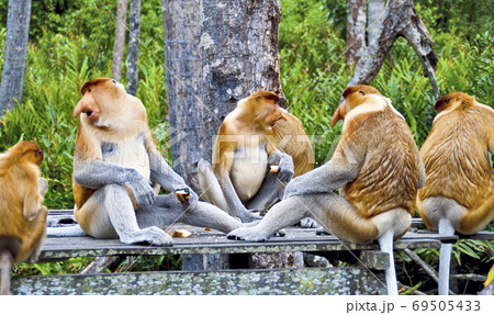 Nosed monkeys in the jungles of Borneo (Kalimantan) 69505433