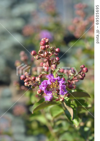 Crepe myrtle 69505695
