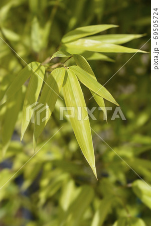 Black bamboo 69505724