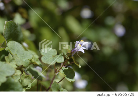 Kenilworth Ivy 69505729