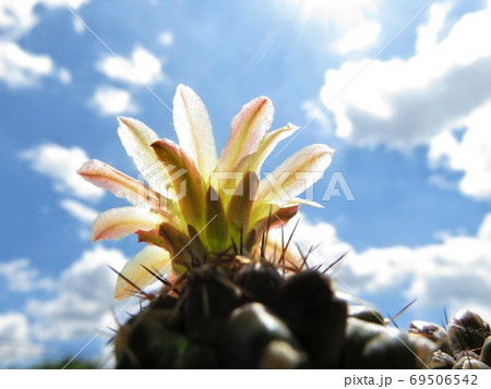 モンタナ モンタナ 69506542