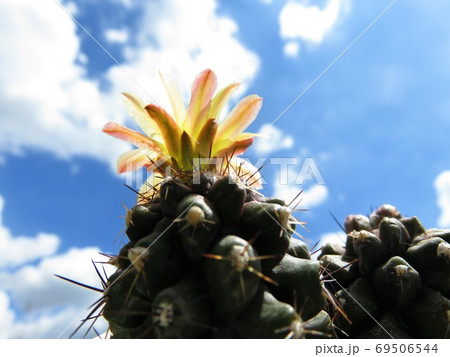 モンタナ 69506544