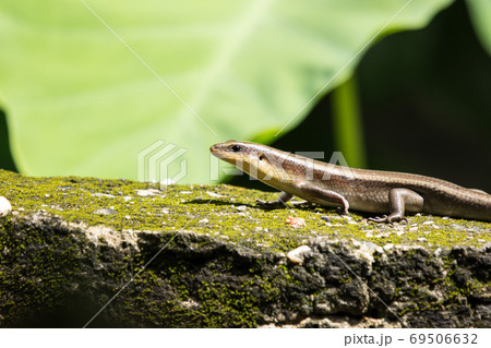 brown Skink in the garden 69506632