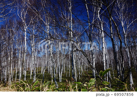 一面に生える長野県南佐久郡佐久穂町にある八千穂高原の白樺林の写真素材 一面に生える長野県南佐久郡佐久穂町にある八千穂高原の白樺林の写真素材