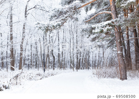 Season and nature concept - Winter park in snow Season and nature concept - Winter park in snow 69508500