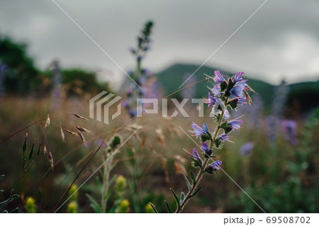 wild purple flowers on the mountain slopes. 69508702