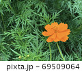 Orange flower on green leaf background. Shallow depth of field. 69509064