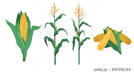 Corn vector illustration in flat cartoon style. Maize cob heap, plants isolated on white background 69509244