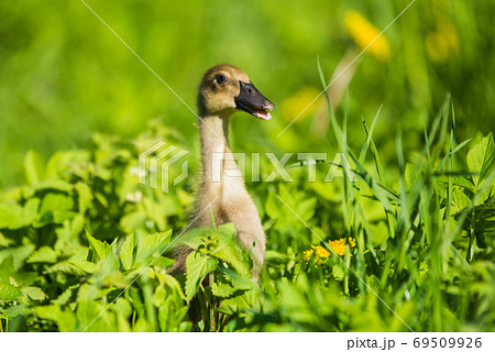 little domestic gray duckling sitting in green grass 69509926