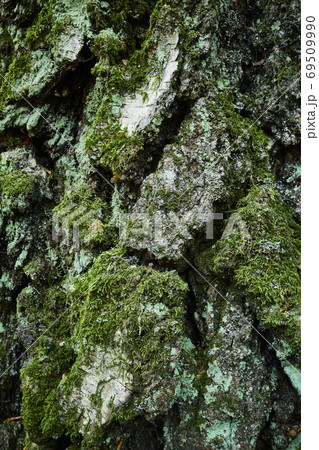 Relief bark of old birch tree, lined with bizarre furrows. Closeup image 69509990