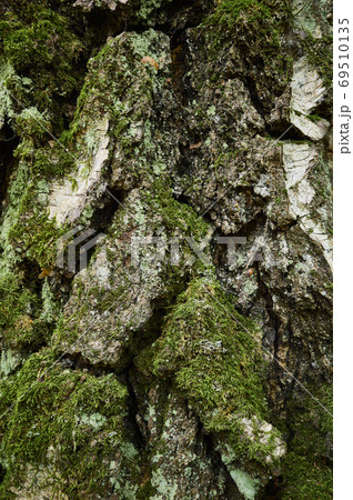 Moss-covered bark of birch tree. Close-up vertical photo. The trunk of old birch with clumsy, segmental, streaked, gnarled rind, covered with lichen and green moss. 69510135