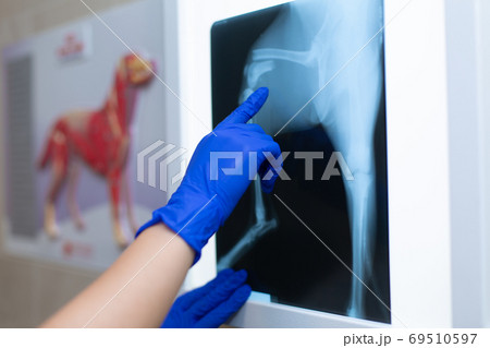 A professional doctor radiologist with gloves is looking at an X-ray picture on the background of a negatoscope which shows a fracture of the femur with a displacement in a small dog 69510597