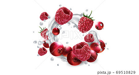 Cranberries and raspberries in splashes of yogurt or milk. Cranberries and raspberries in splashes of yogurt or milk. 69510829