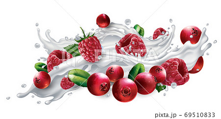 Cranberries and raspberries in a yogurt or milk splash. 69510833
