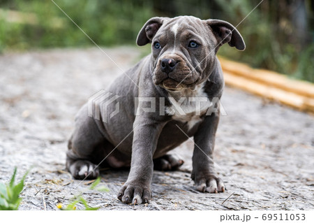 Dog Gray American Pit Bull Terrier, portrait on nature. Dog Gray American Pit Bull Terrier, portrait on nature. 69511053