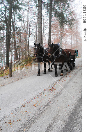 ドイツ・ノイシュヴァンシュタイン城の観光馬車 69511886