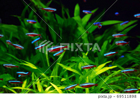 アクアリウム　カージナルテトラ 69511898
