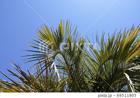 青空とヤシの木 69511905