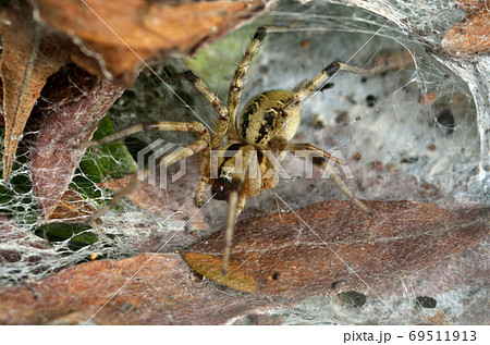 蜘蛛 クサグモ 蜘蛛 クサグモ 69511913