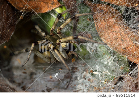 蜘蛛　クサグモ 69511914