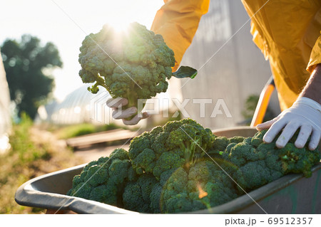 Farmer with harvest of broccoli in garden Farmer with harvest of broccoli in garden 69512357