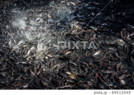 Pangasius and freshwater species in Asia are popular for food exports. Fish raised in a closed system 69513049