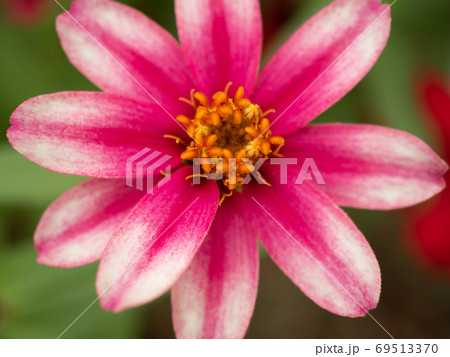 白とピンクのジニア プロフュージョンの花の写真素材