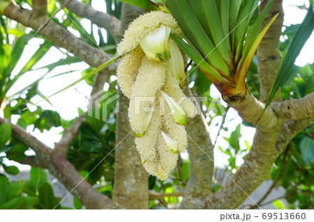タコノキの花、クローズアップ タコノキの花、クローズアップ 69513660