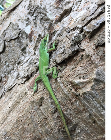 小笠原諸島にいる代表的な外来種、グリーンアノール 69513693