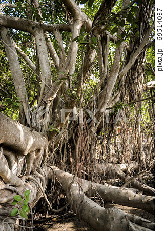 Banyan tree in the jungles of India growing in all directions 69514037