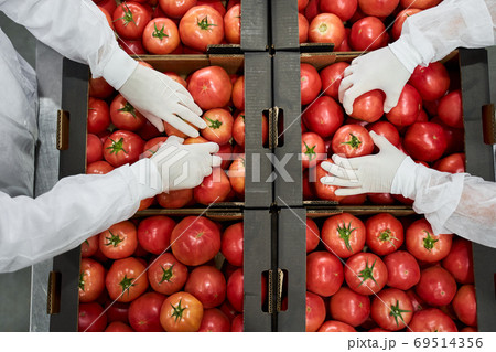 Skilled warehouse workers packaging vegetables for shipping 69514356