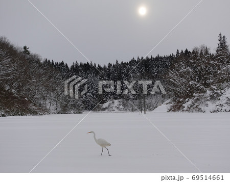 雪野原を歩く一羽の白鷺　サギのいる墨絵のような雪景色 69514661