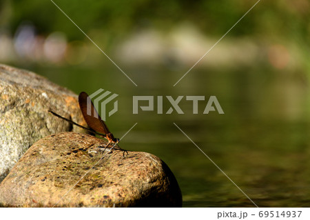 ミヤマカワトンボ 69514937