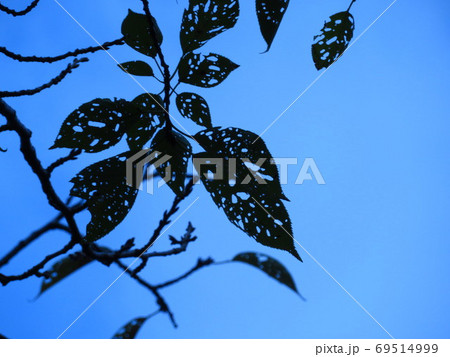 虫食い葉のついた桜の木の枝アップの写真素材