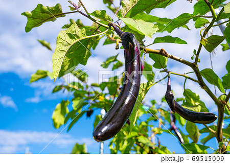 長茄子 長茄子 69515009