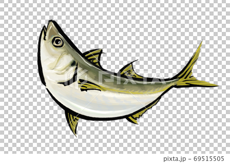 鯵の手描きのイラスト　アジ　あじ 69515505