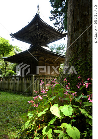 秋海棠の咲く岩湧寺(多宝塔)  69515755