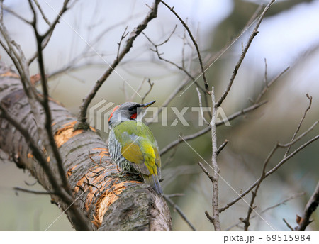 アオゲラ アオゲラ 69515984