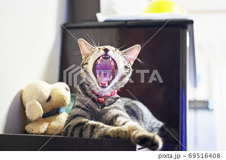 ピアノの横でくつろぐキジトラ猫 69516408